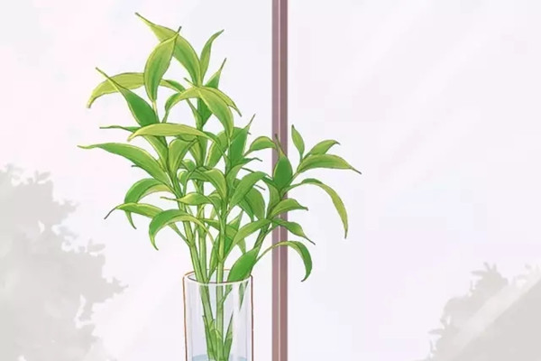 花草水培老是养不好,到底咋回事 花草水培老是养不好,到底咋回事