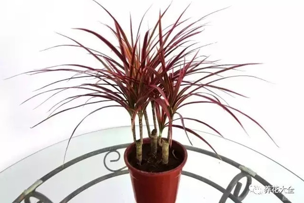 25种常见的观叶植物,每种都很不错 25种常见的观叶植物,每种都很不错