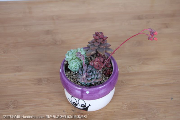 多肉开花,十分惊艳,可是要怎么养呢 多肉开花,十分惊艳,可是要怎么养呢