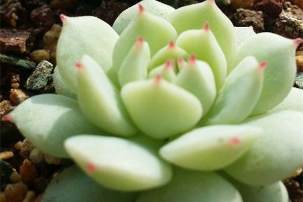 多肉植物如何修根 多肉植物如何修根