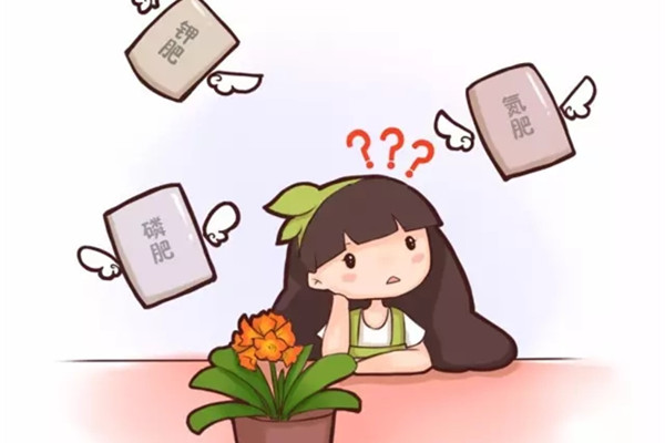 养花光知道浇水,那你的花离死不远了 养花光知道浇水,那你的花离死不远了