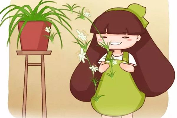 他养的吊兰文竹虎皮兰…年年开花,咋做到的 他养的吊兰文竹虎皮兰…年年开花,咋做到的