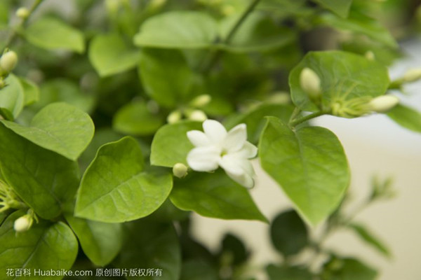 月季和茉莉,学会修剪才能长得更好 月季和茉莉,学会修剪才能长得更好