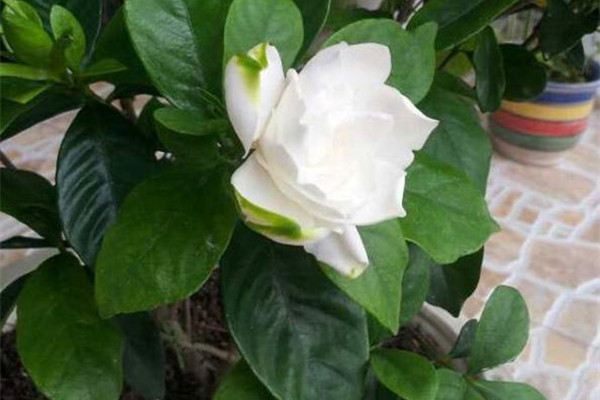 栀子花、长寿花修剪,越长越好 栀子花、长寿花修剪,越长越好