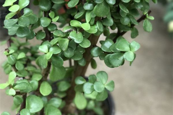 这些多肉植物都能种成窗帘,神奇啊 这些多肉植物都能种成窗帘,神奇啊