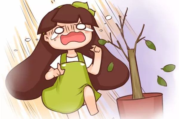 难怪你的花老掉叶子,全怪你没这样做 难怪你的花老掉叶子,全怪你没这样做
