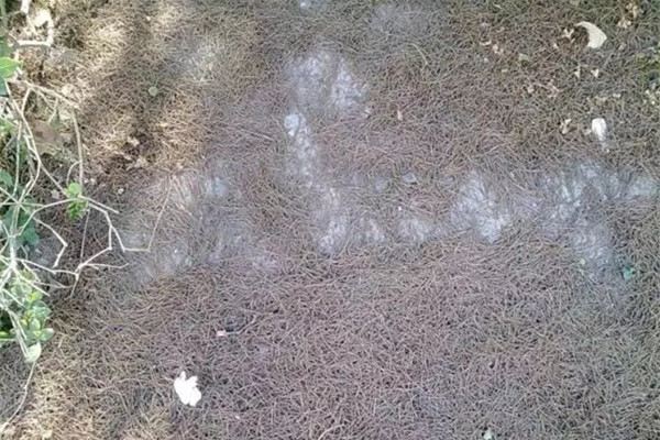 这种土养啥花都旺,到处都是,就你不知道 这种土养啥花都旺,到处都是,就你不知道
