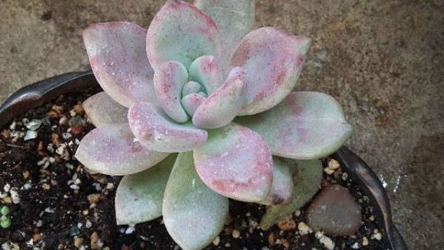 黄豆做花肥的方法 黄豆做花肥的方法