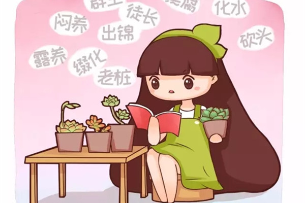 多肉的几种养殖方式,都试试吧 多肉的几种养殖方式,都试试吧