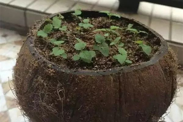 这几个小物件都能做花盆,你都知道吗 这几个小物件都能做花盆,你都知道吗