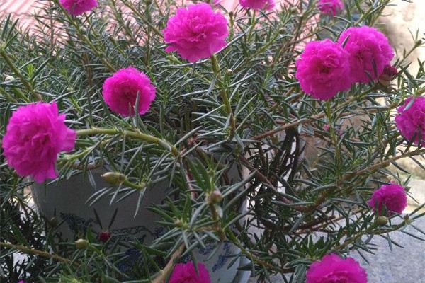 家里有孩子,这几种花你还敢养吗 家里有孩子,这几种花你还敢养吗