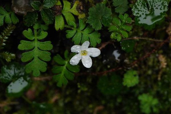 幌菊种子怎么种 幌菊种子怎么种