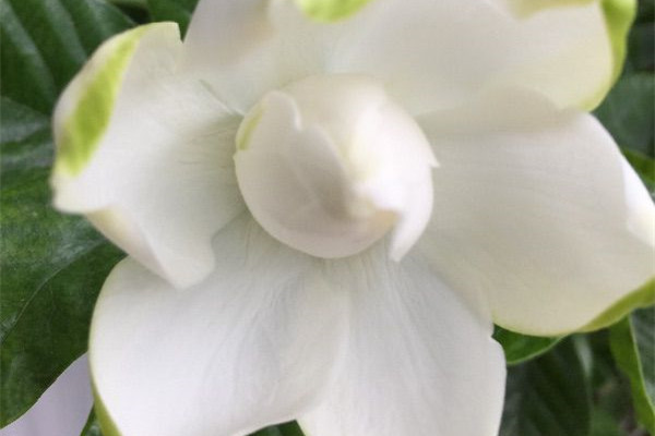 栀子花不好养?那是你没试过这四招 栀子花不好养?那是你没试过这四招