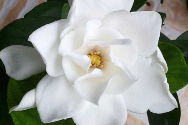 这7种花,让你家里没蚊子,太实用了 这7种花,让你家里没蚊子,太实用了