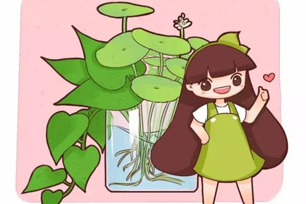 这5种花放在水里就能蹭蹭长,干净不烂根 这5种花放在水里就能蹭蹭长,干净不烂根