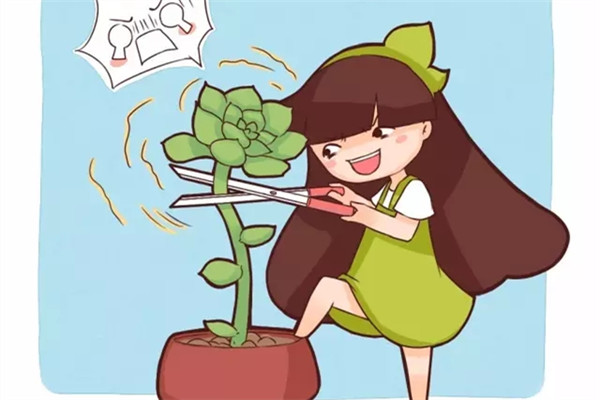 想建一个多肉花园,不花钱的方法,我都给你找齐了! 想建一个多肉花园,不花钱的方法,我都给你找齐了!