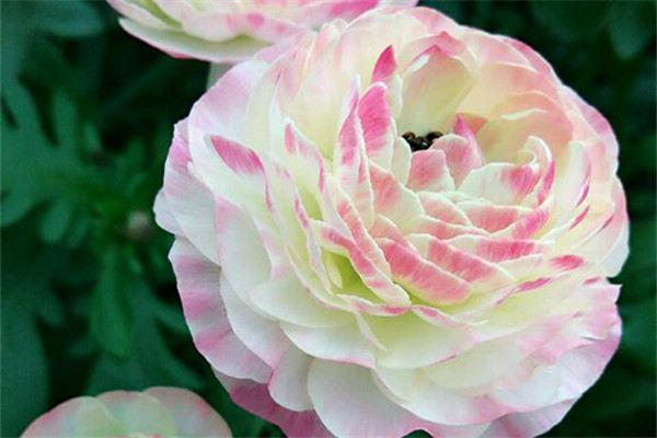 这些花超耐阴,屋里光照不好,也能开花不断 这些花超耐阴,屋里光照不好,也能开花不断