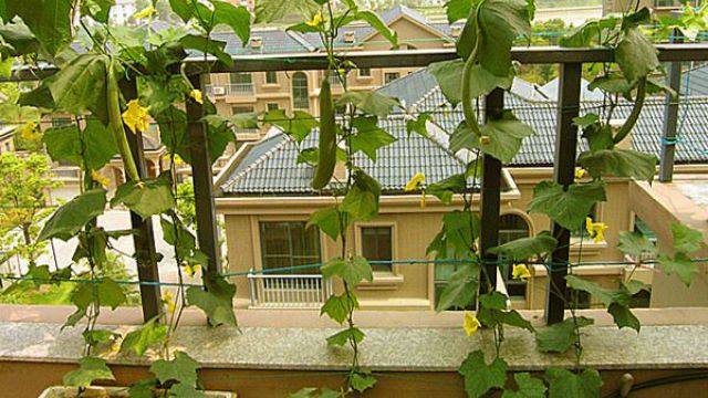 阳台丝瓜的种植方法 阳台丝瓜的种植方法