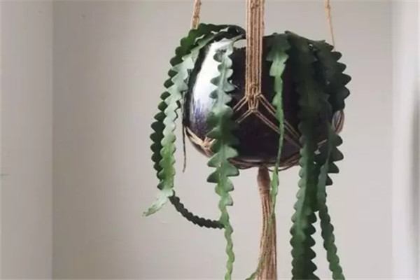 我把这些花吊起来以后,简直美炸了! 我把这些花吊起来以后,简直美炸了!