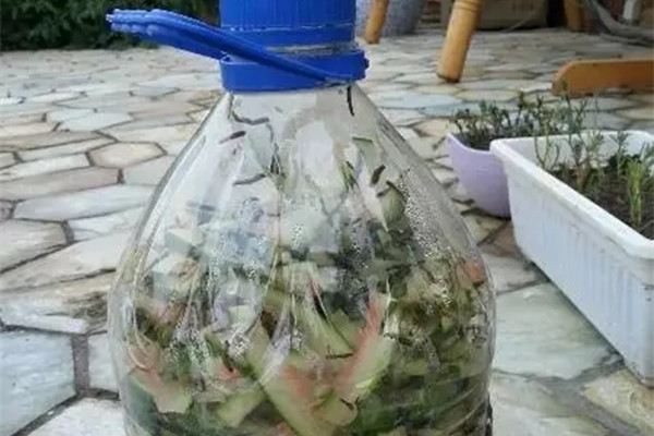 西瓜皮别扔,拿来沤肥,好用不花钱! 西瓜皮别扔,拿来沤肥,好用不花钱!