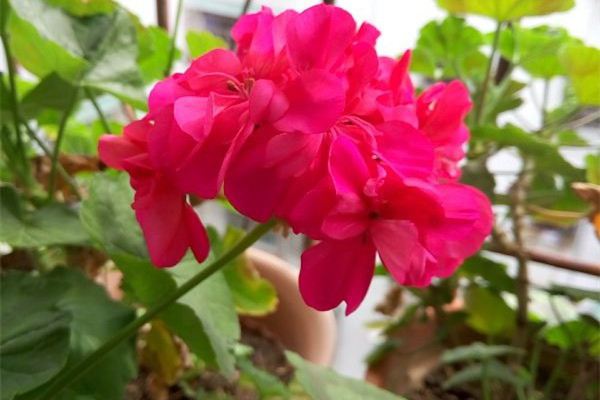 花卉的不同生长时期的养殖方法 花卉的不同生长时期的养殖方法