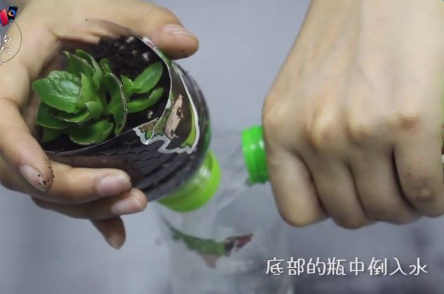 1分钟,塑料瓶变自动吸水花盆!1个月不浇水都没问题! 1分钟,塑料瓶变自动吸水花盆!1个月不浇水都没问题!