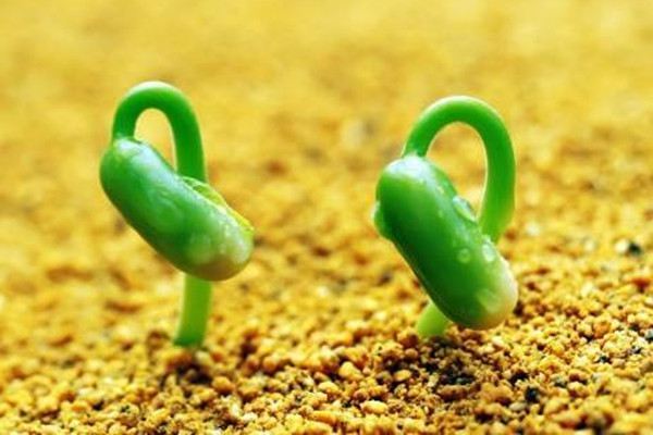 果蔬种子催芽法 果蔬种子催芽法