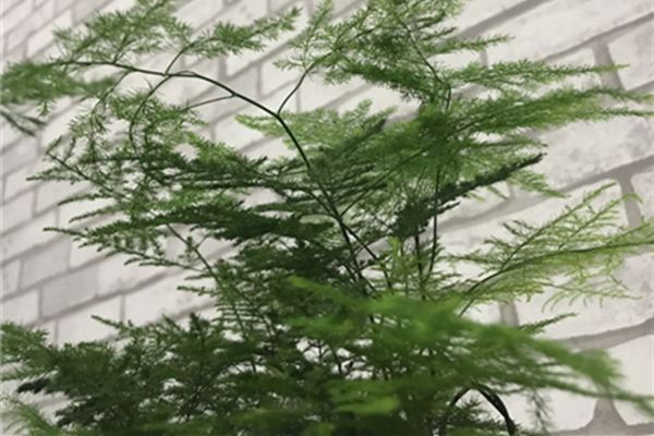 吊兰文竹发财树,夏天就得这么养,否则... 吊兰文竹发财树,夏天就得这么养,否则...