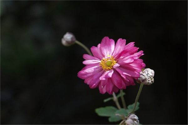 秋牡丹的花语和传说 秋牡丹的花语和传说
