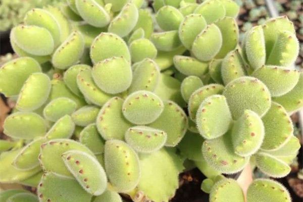这五种多肉植物繁殖快,容易养 这五种多肉植物繁殖快,容易养