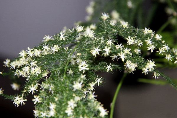能把这50种花养全,这辈子就值了! 能把这50种花养全,这辈子就值了!