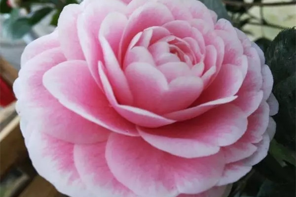 这80种花不施肥,能养好才怪 这80种花不施肥,能养好才怪