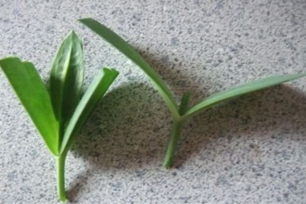 随手掐根枝,插土里就活,天热也不怕! 随手掐根枝,插土里就活,天热也不怕!