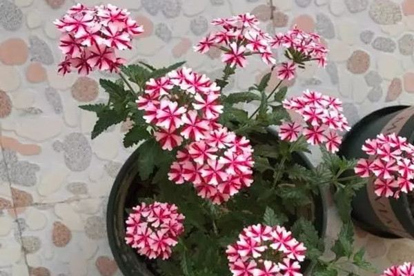 这15种花,凉快又好看,夏天必备 这15种花,凉快又好看,夏天必备