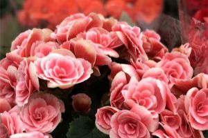 快死的丽格海棠、蟹爪兰、茶花……赶紧这样救