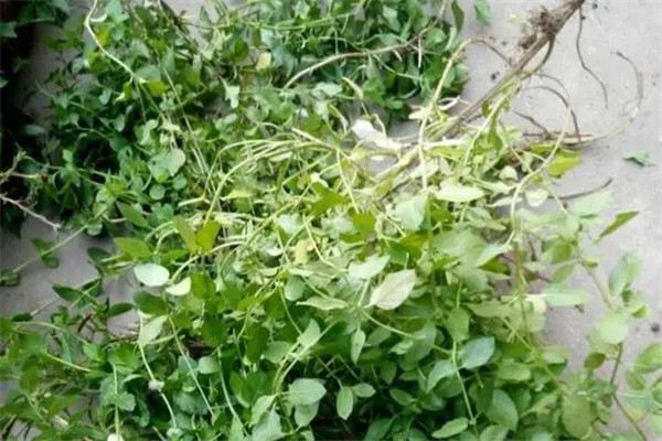 花10年养1盆花,结果几秒就被人偷了,我想报警 花10年养1盆花,结果几秒就被人偷了,我想报警