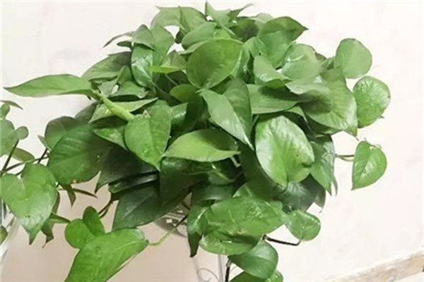 养花哪有那么难,做好这几点,新手也能养啥活啥 养花哪有那么难,做好这几点,新手也能养啥活啥