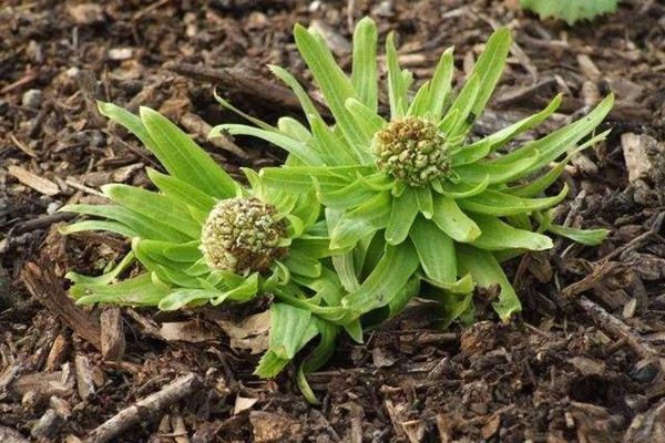 蜂斗菜的播种繁殖 蜂斗菜的播种繁殖