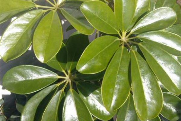 叶子灰扑扑的?用这小东西一擦,立马锃光瓦亮! 叶子灰扑扑的?用这小东西一擦,立马锃光瓦亮!