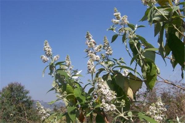 密蒙花的养殖方法和注意事项 密蒙花的养殖方法和注意事项