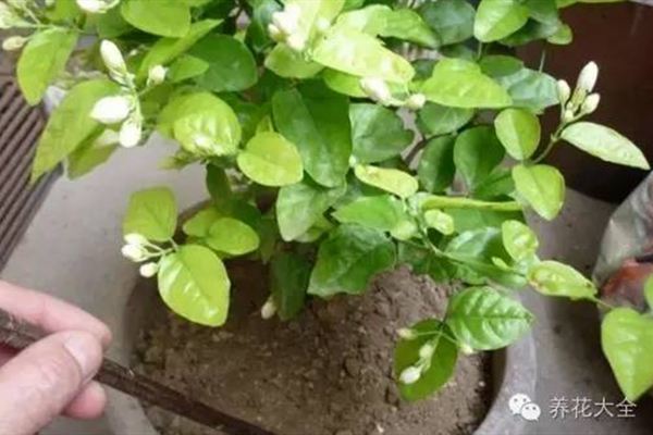 他家的茉莉又多又香又白,竟然都是这么养的! 他家的茉莉又多又香又白,竟然都是这么养的!