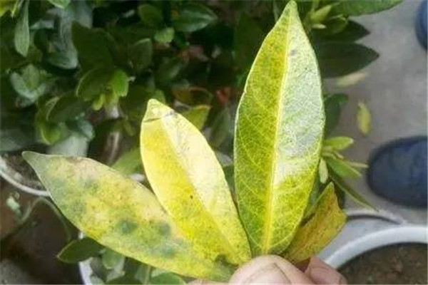 栀子黄叶,多肉黑腐,发财树烂根…1招搞定! 栀子黄叶,多肉黑腐,发财树烂根…1招搞定!