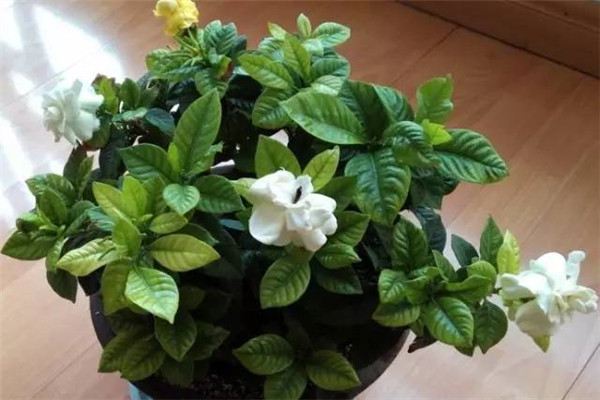 这些花夏天得勤浇水,不然死给你看 这些花夏天得勤浇水,不然死给你看