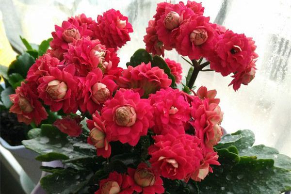 这些花夏季休眠,你还在大量浇水?难怪它会死 这些花夏季休眠,你还在大量浇水?难怪它会死