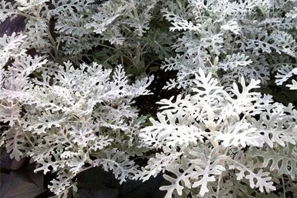 雪叶莲有毒吗,可以家养吗 雪叶莲有毒吗,可以家养吗