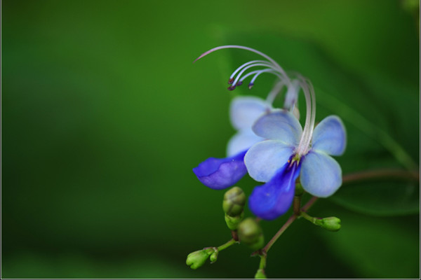 蓝蝴蝶的花语和名称由来 蓝蝴蝶的花语和名称由来