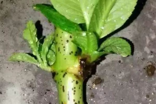 整天扦插,没几个活的,为啥? 整天扦插,没几个活的,为啥?