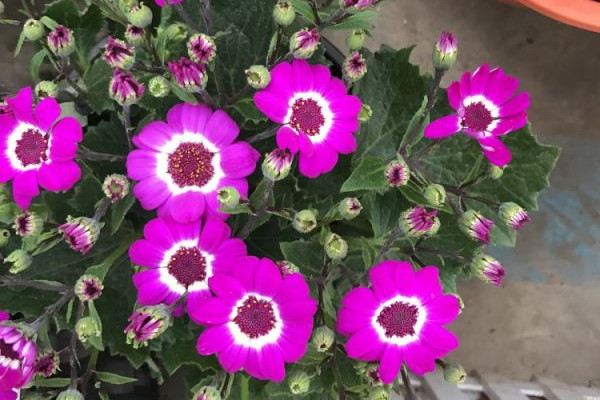 花卉种子出苗后三大要点 花卉种子出苗后三大要点