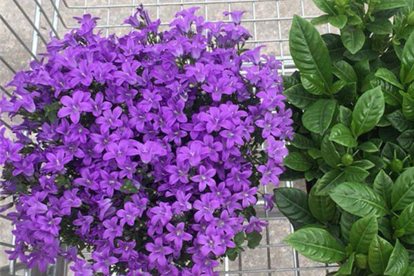 人家的花开得这么旺,全是花,想找叶子都难! 人家的花开得这么旺,全是花,想找叶子都难!