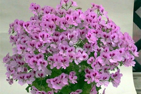 厨房里的5种废料,拿来垫盆底,根壮叶绿开爆盆。 厨房里的5种废料,拿来垫盆底,根壮叶绿开爆盆。